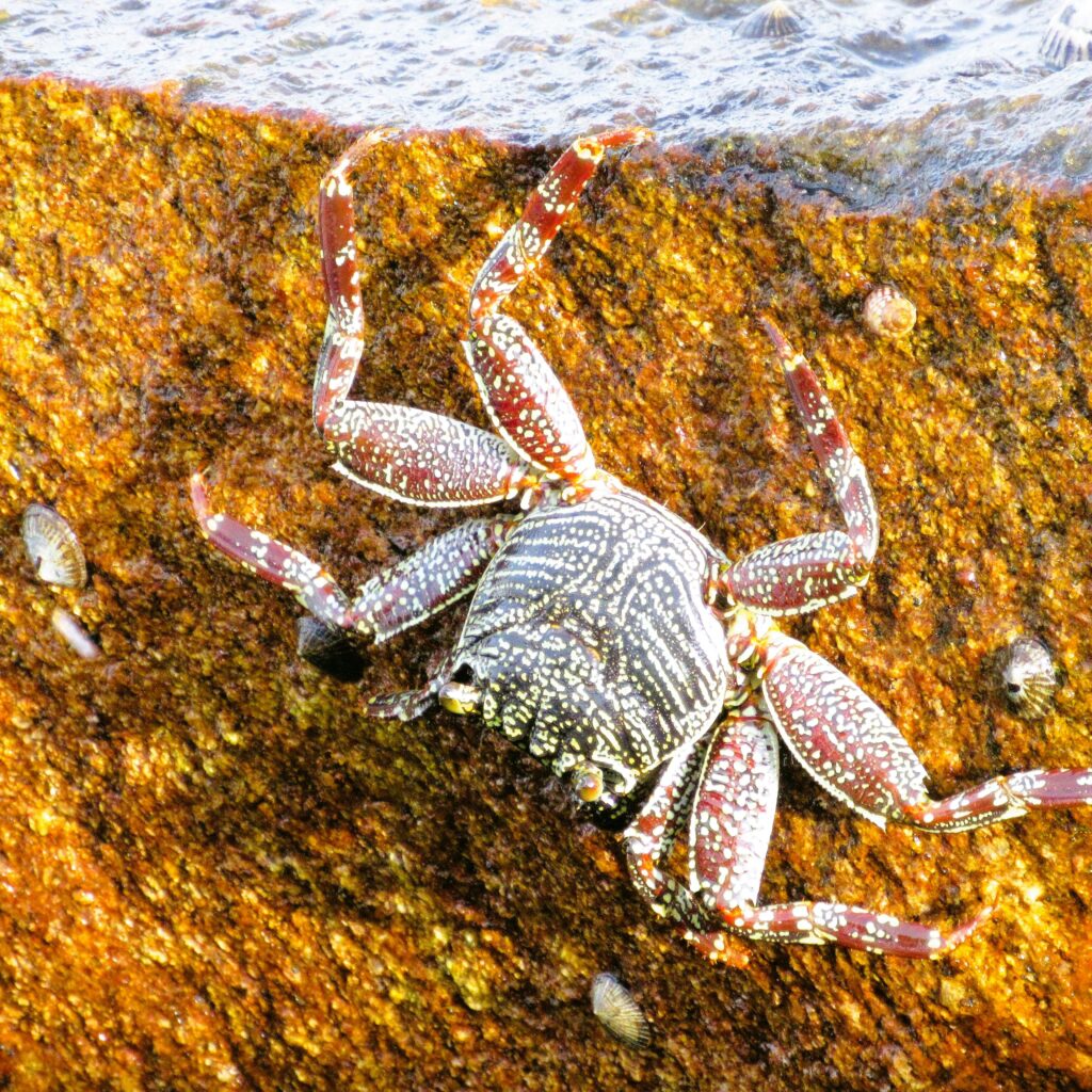 Hermit Crab Molting Time