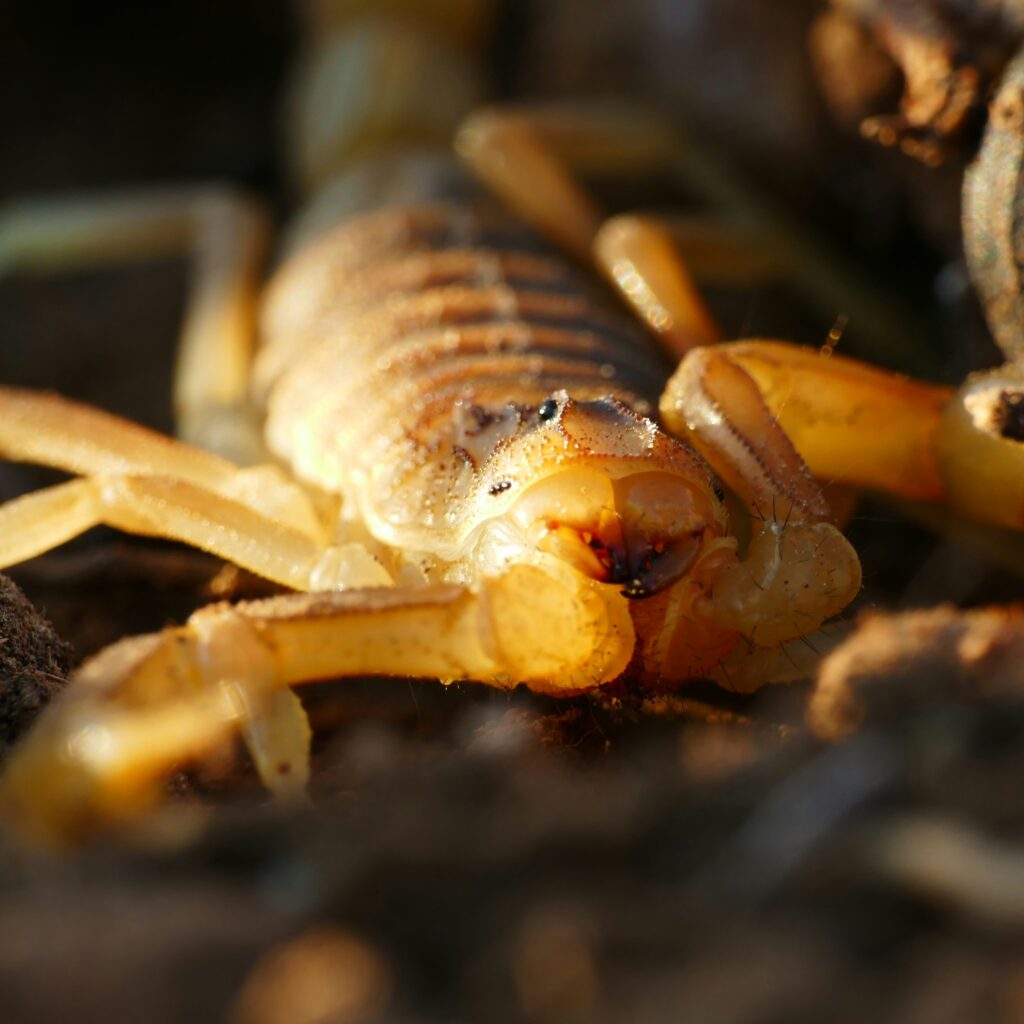 Hermit Crab Molting Time