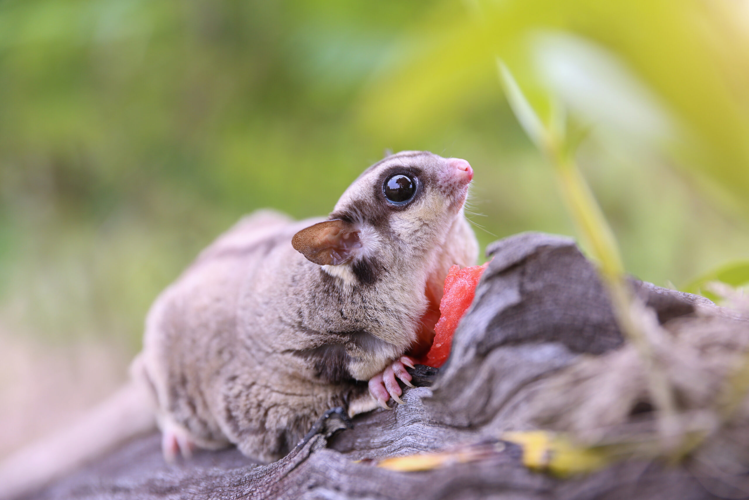 Sugar Glider Self-Mutilation