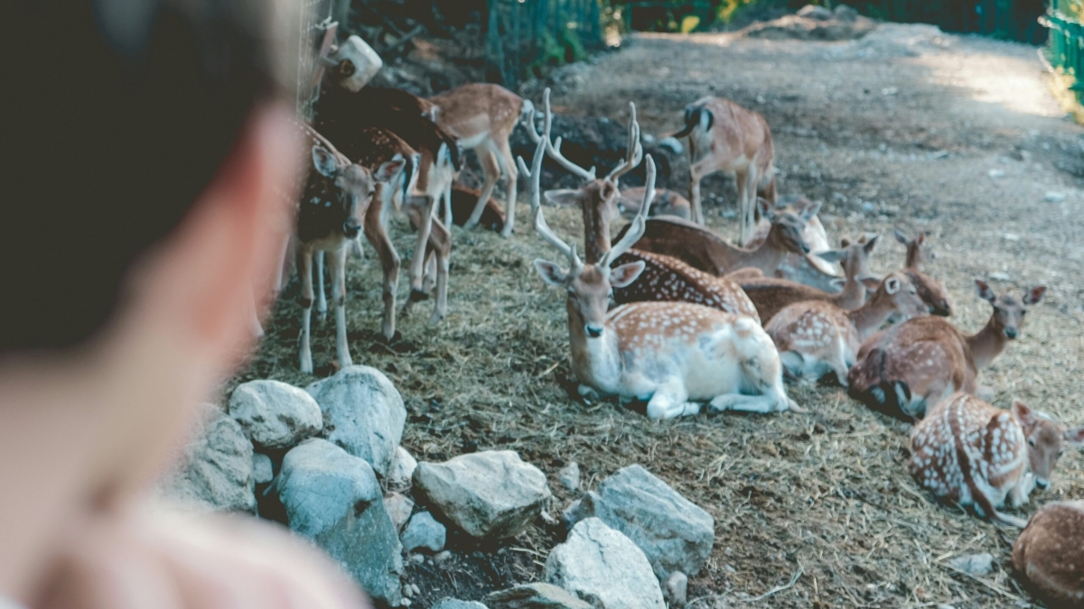 Smoky Mountain Petting Zoo