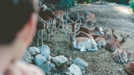 Smoky Mountain Petting Zoo