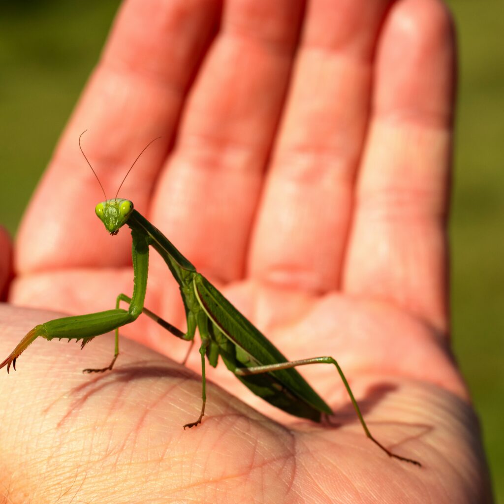 Insect and Spider Pets