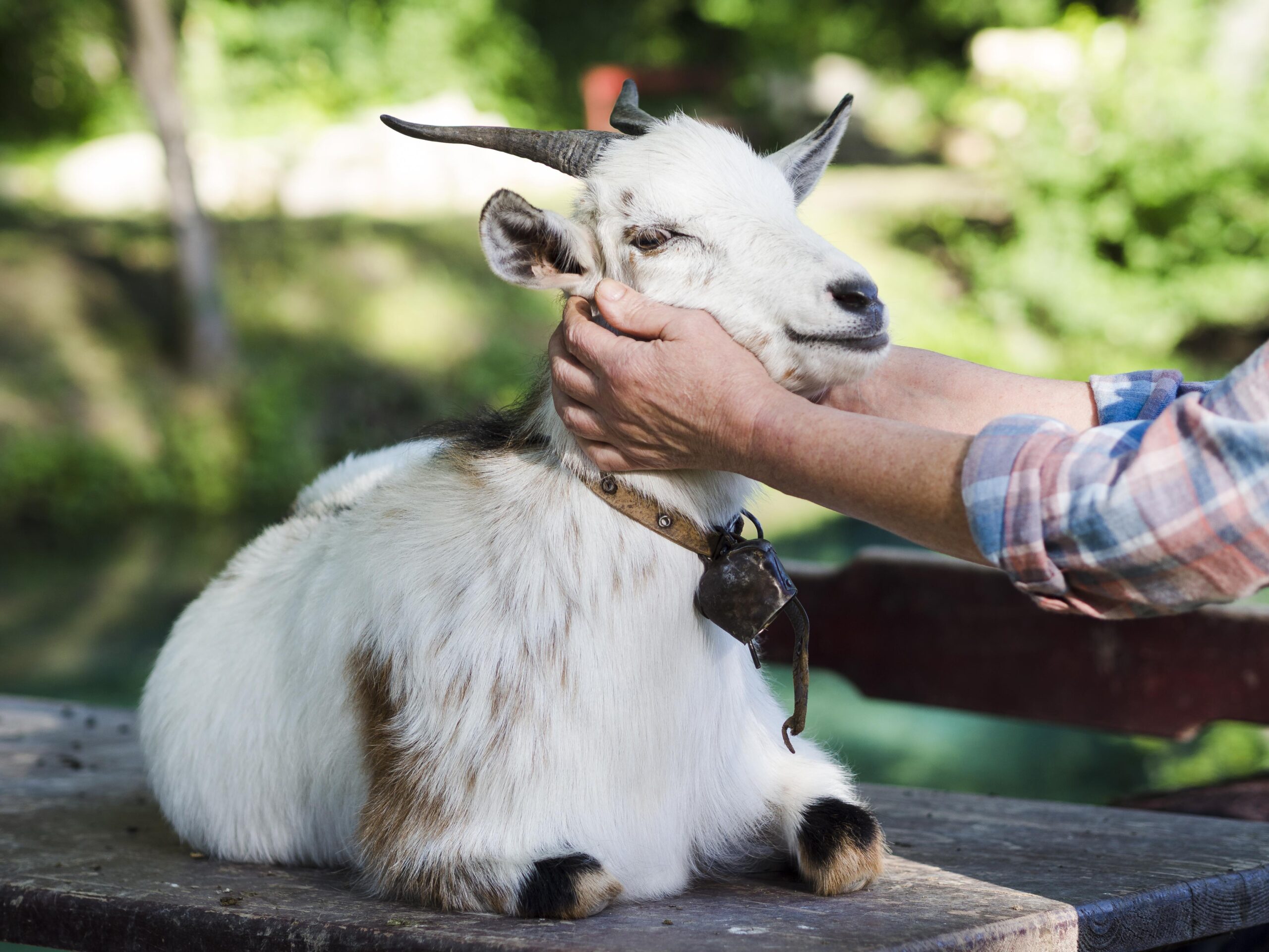 Should You Keep a Goat as a Pet?