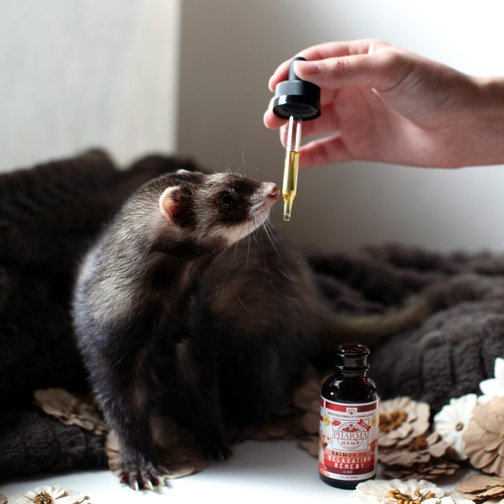 10 Best Exotic Pets Spaces