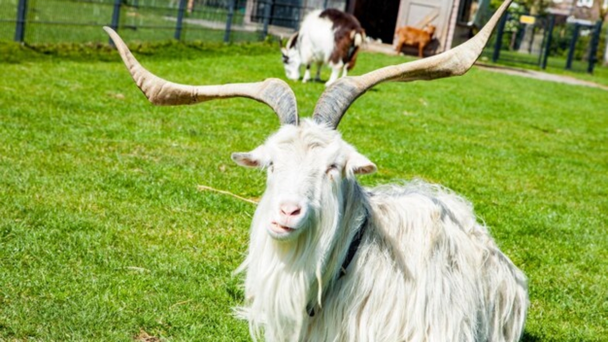 Should You Keep a Goat as a Pet?