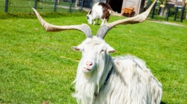 Should You Keep a Goat as a Pet? 