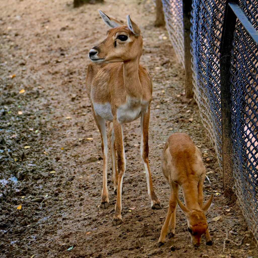 Deer Farm and Exotic Petting Zoo