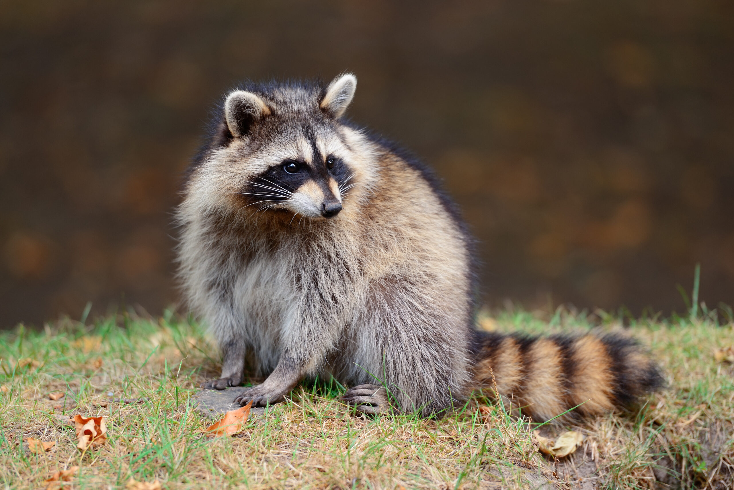 The Best Diet for a Pet Raccoon