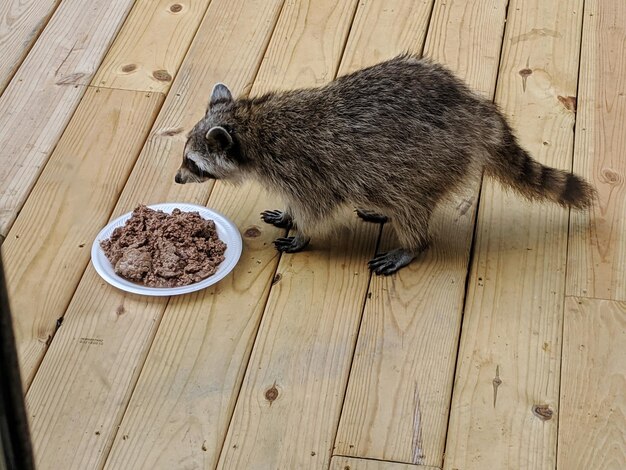 The Best Diet for a Pet Raccoon