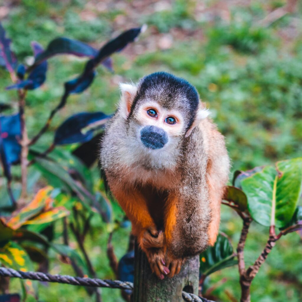 Should You Keep a Pet Monkey?