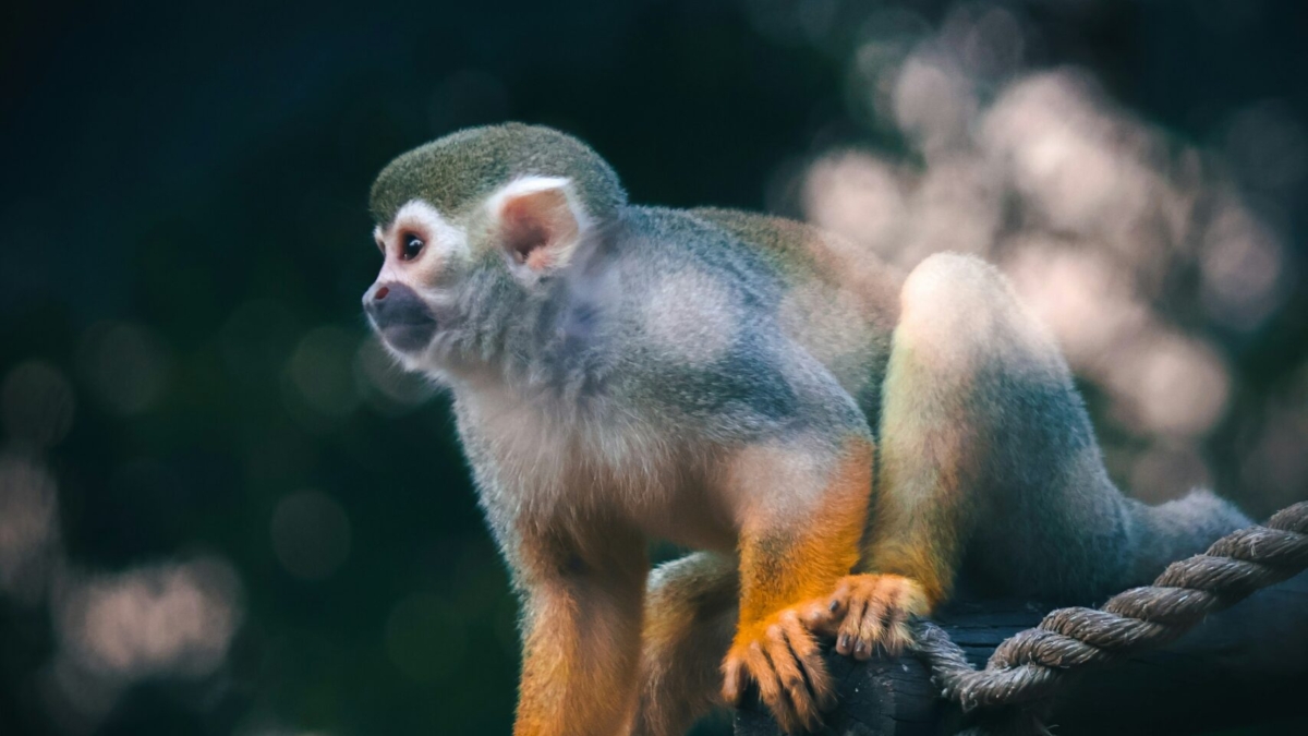 Should You Keep a Pet Monkey?