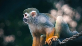 Should You Keep a Pet Monkey?
