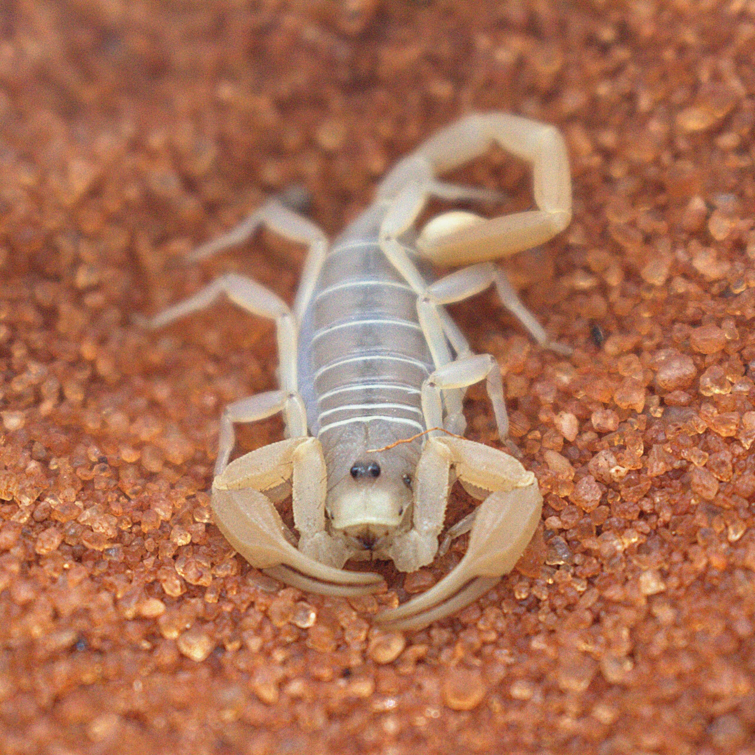 Scorpion Species Suitable as Pets