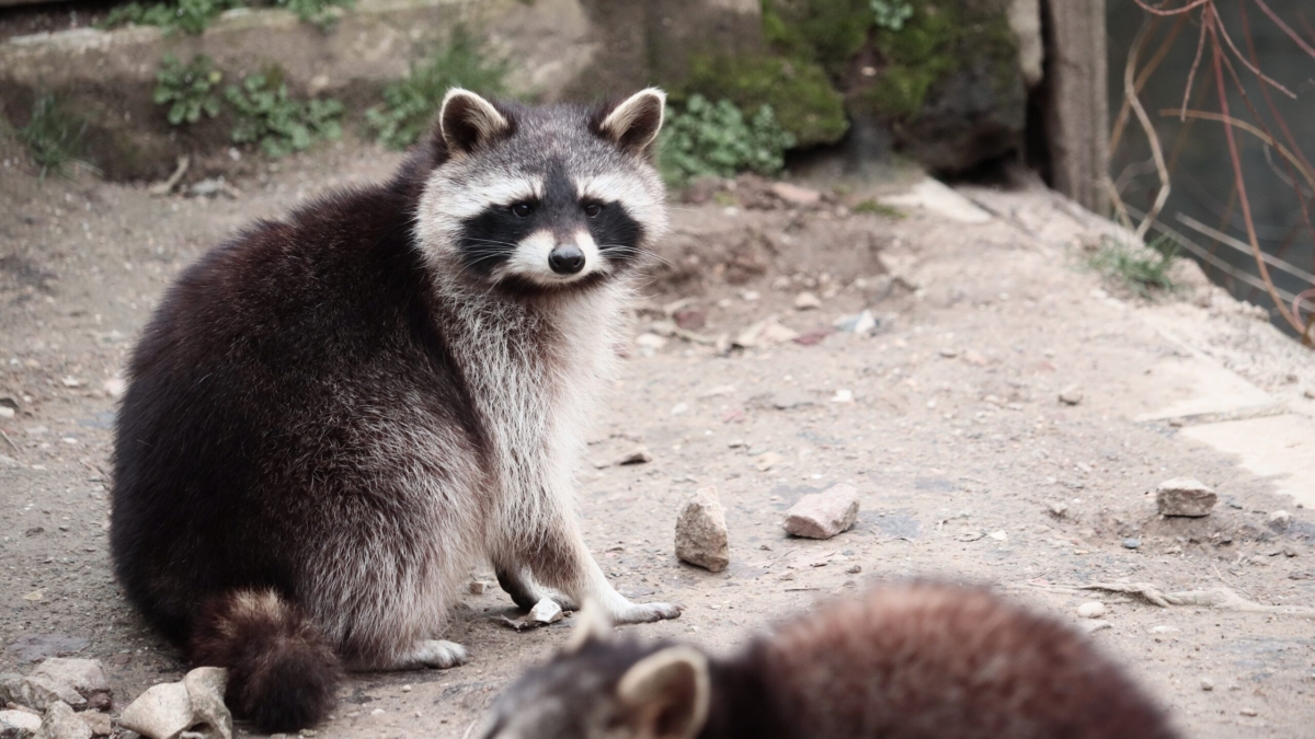Should You Keep a Raccoon as a Pet?