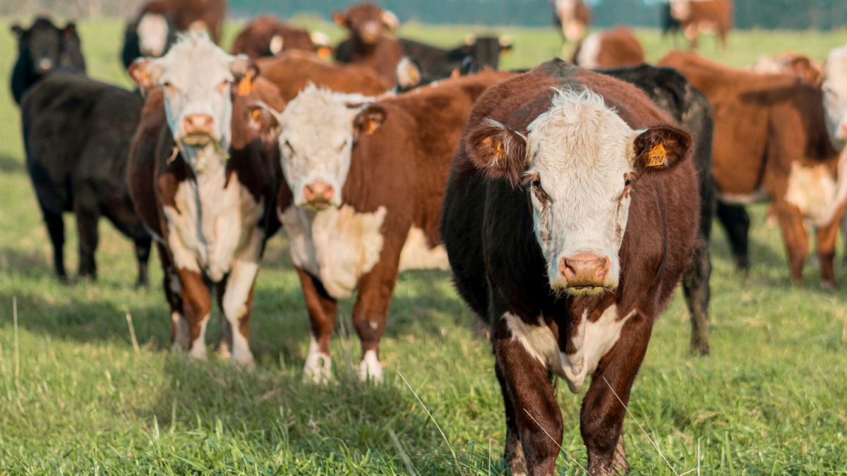 Cow Names for Your Bovine Companion in the USA