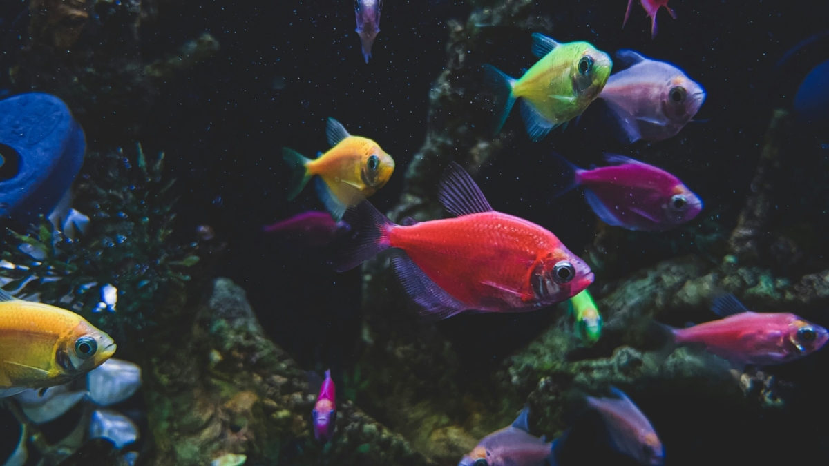 Common Aquarium Fish Names