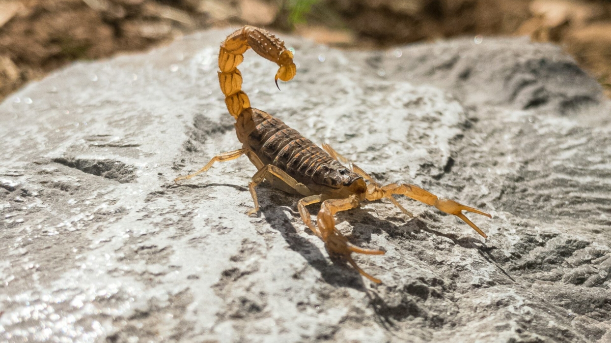 Scorpion Species Suitable as Pets