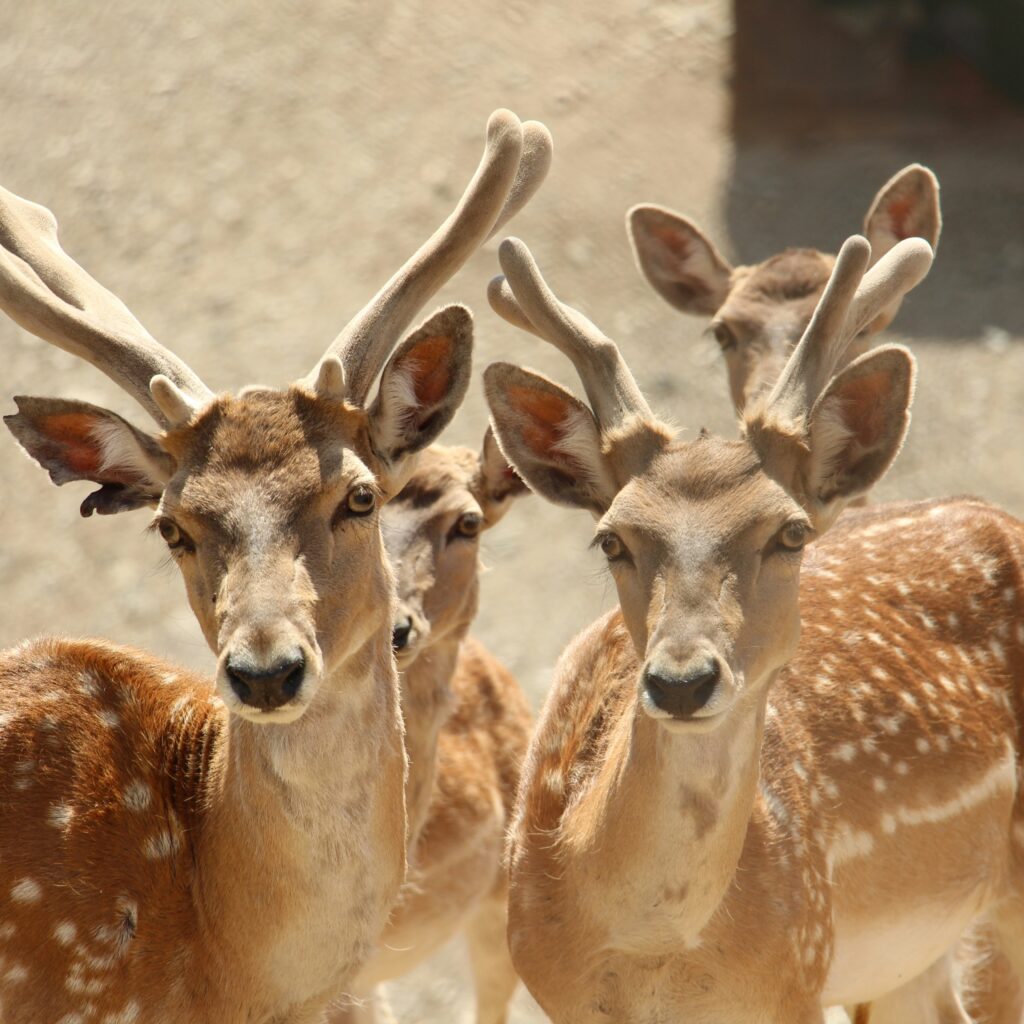 Deer Farm and Exotic Petting Zoo
