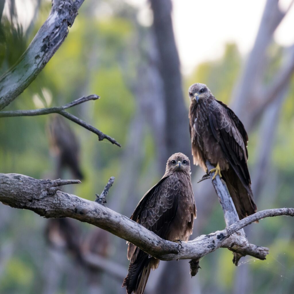 Protect Pets From Birds of Prey