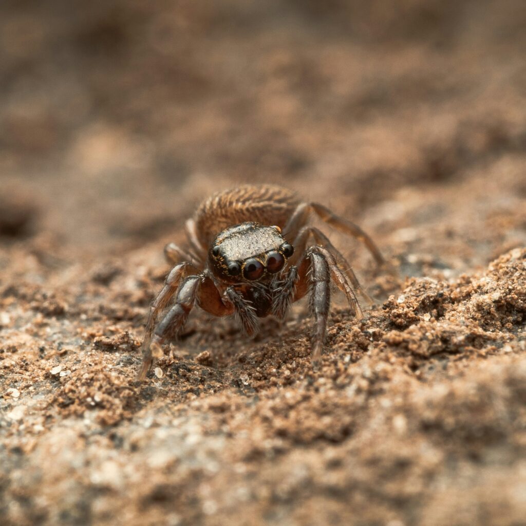 Insect and Spider Pets