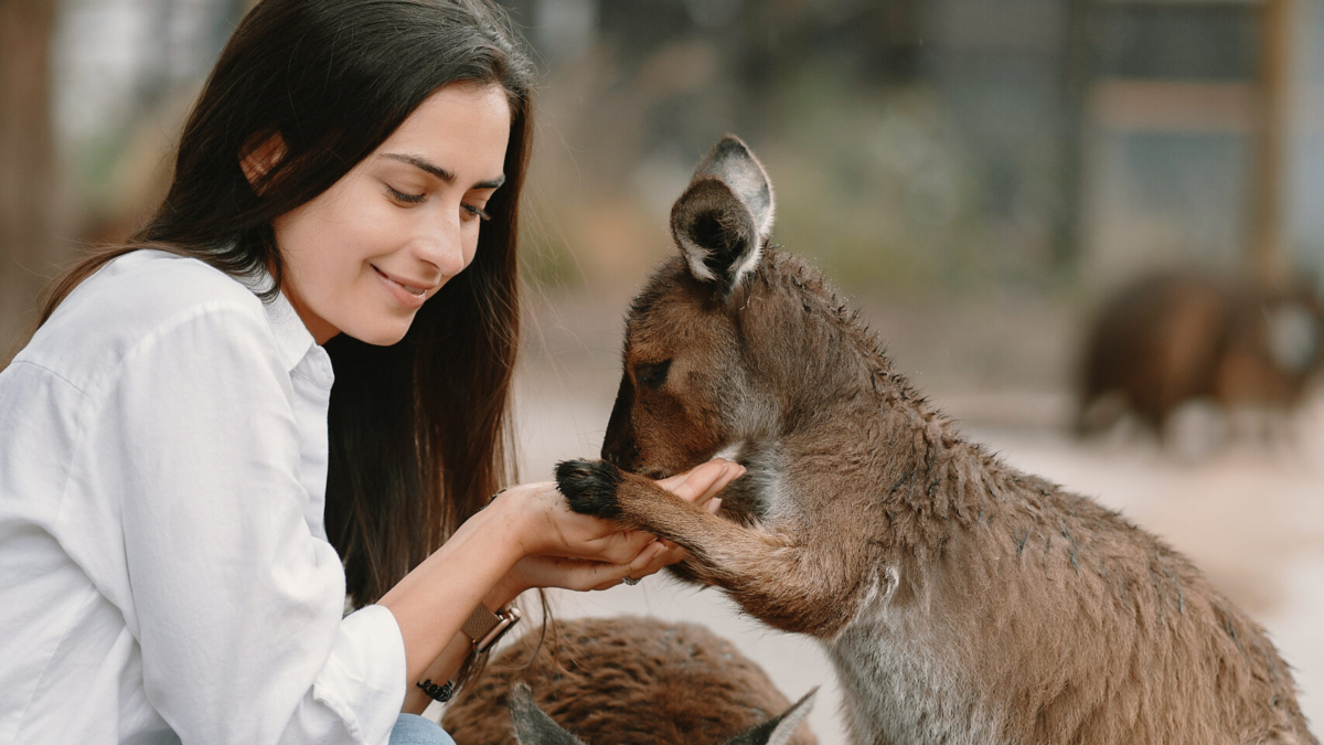 Should You Keep a Wallaby as a Pet?