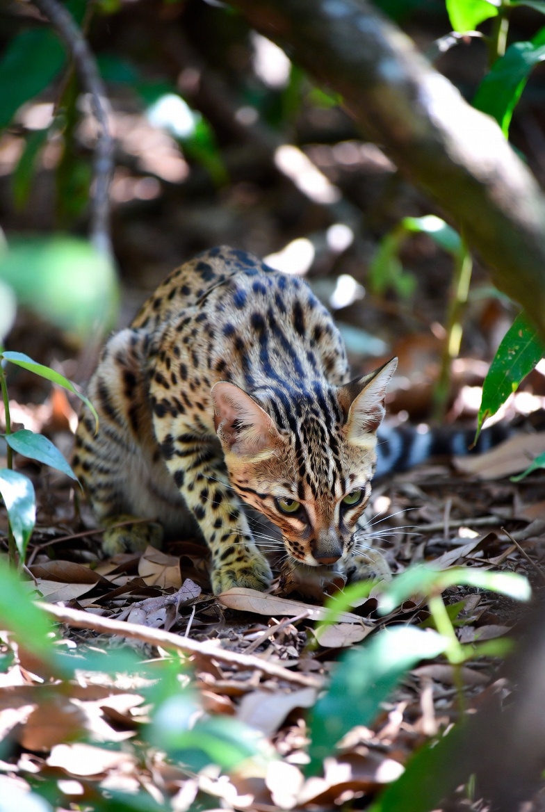 What Exotic Pets are Legal in Texas Without a License