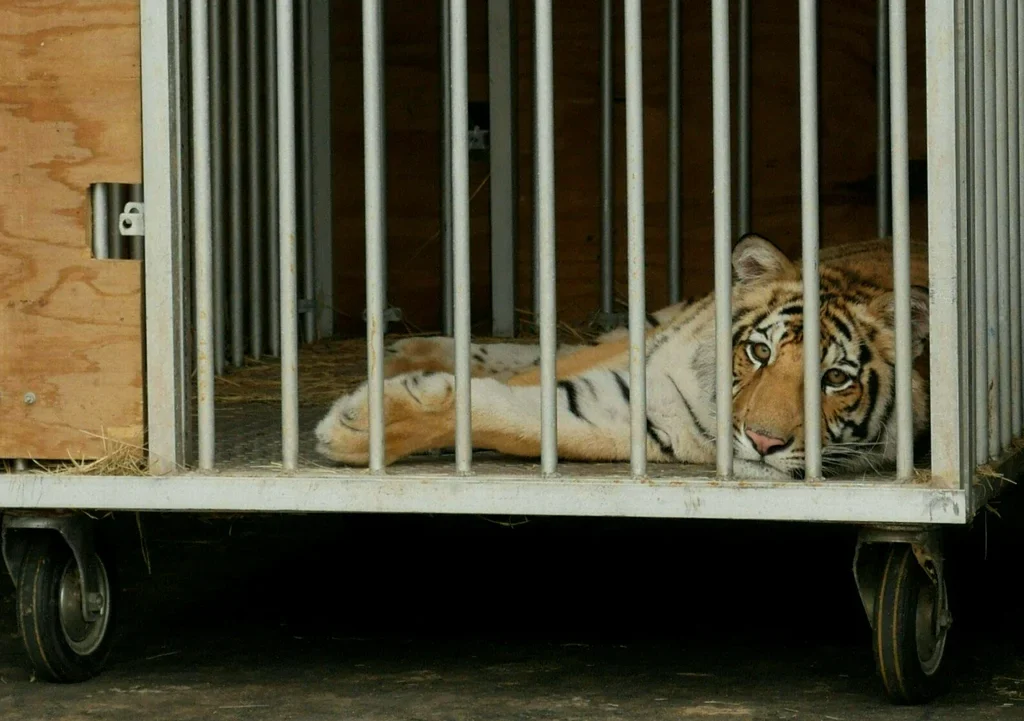 Should exotic animals be kept as pets?