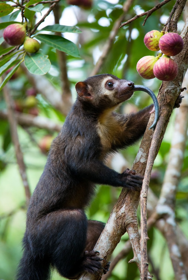 Legal Exotic Pets in California