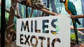 Miles exotic rescue in pet USA