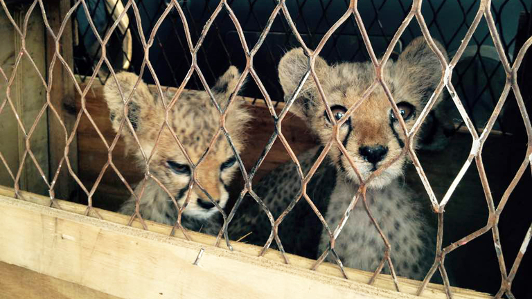Should exotic animals be kept as pets?