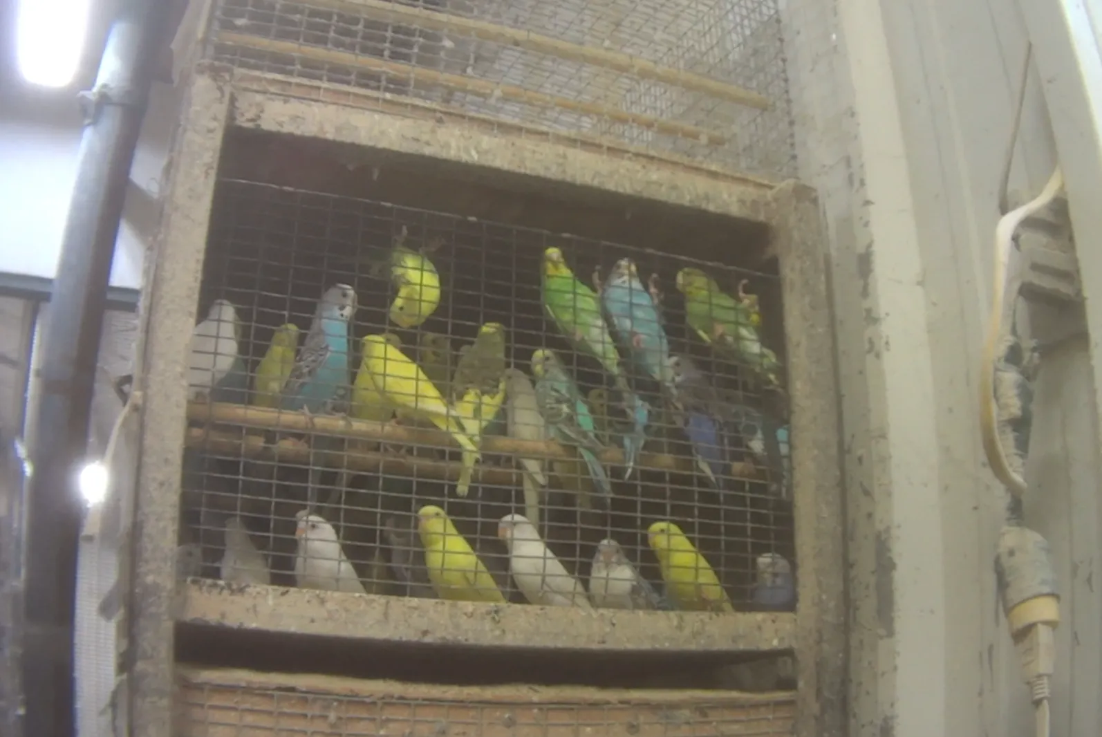 Why exotic animals should not be pets