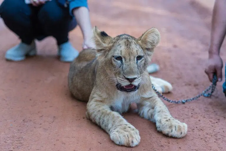 Exotic animals are not pets