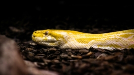 Exotic animals are not pets