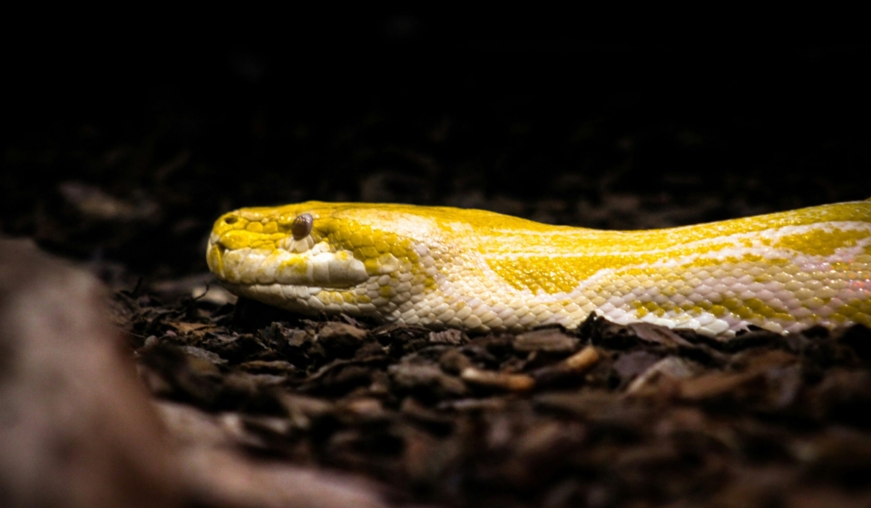 Exotic animals are not pets