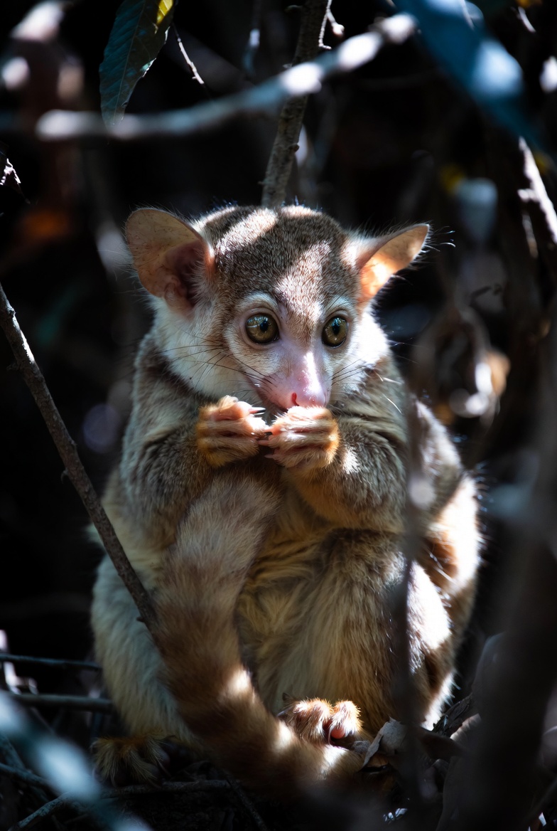 What Exotic Pets are Legal in Texas Without a License