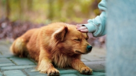 The Complete Guide to Dog Care
