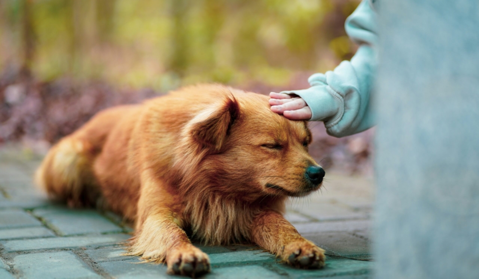 The Complete Guide to Dog Care
