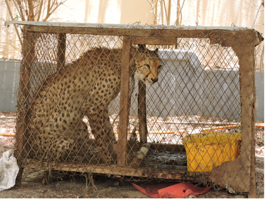 Why Exotic Animals Should Not Be Pets: Learn the risks and care challenges of keeping wild animals at home.