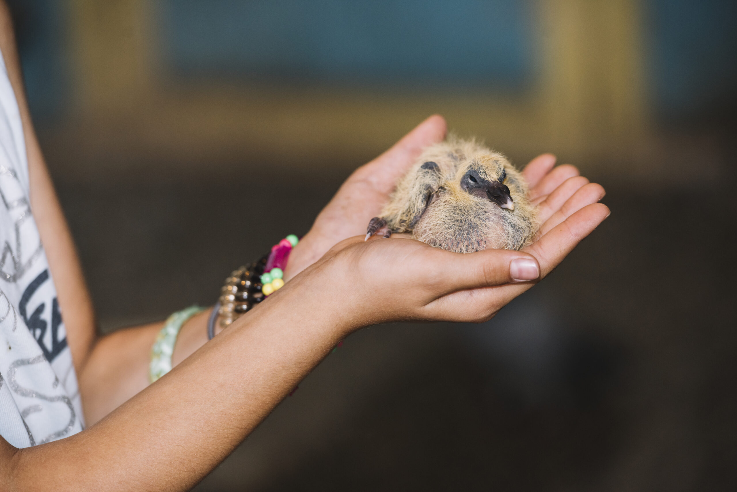 How Many Exotic Animals Are Kept As Pets