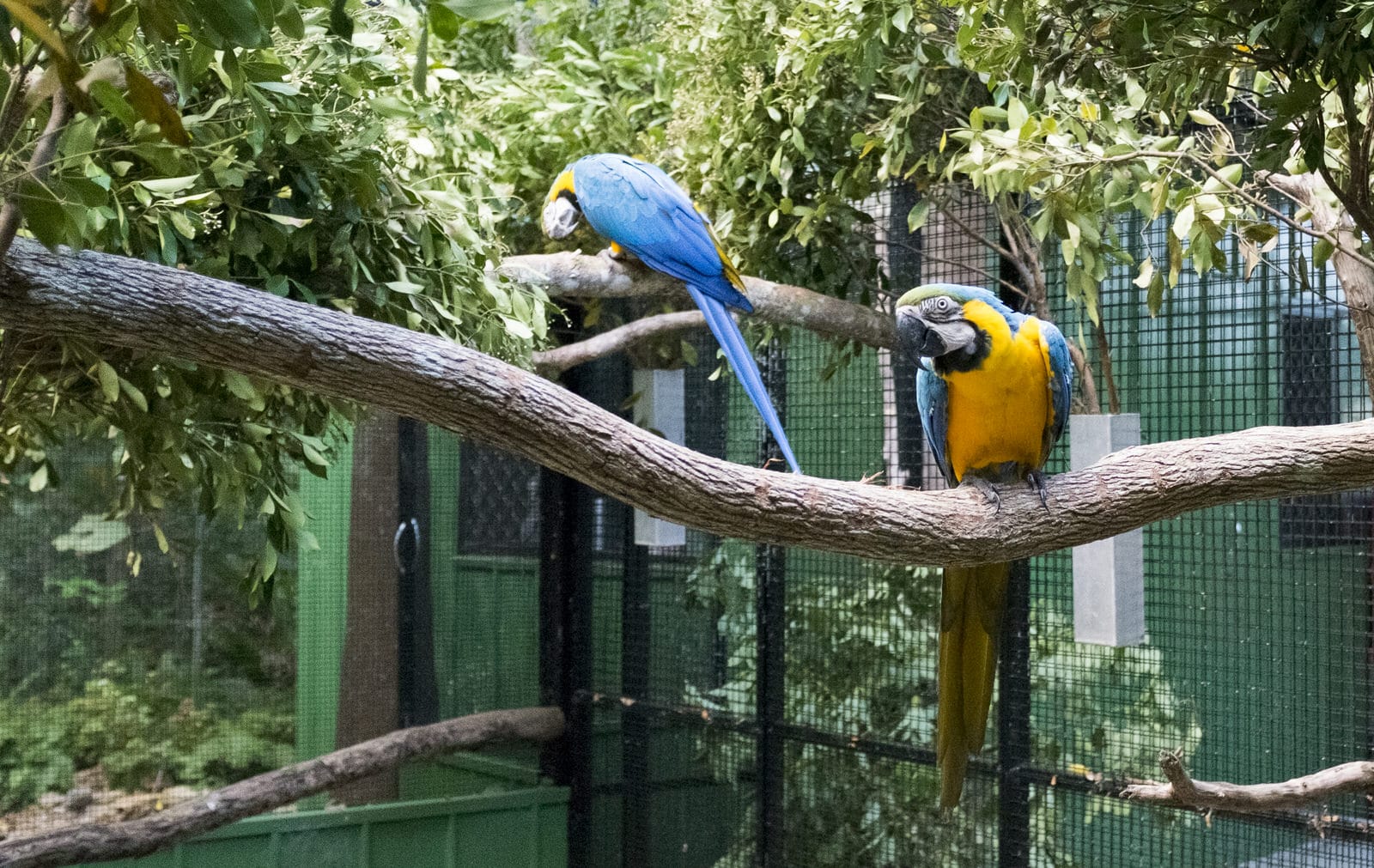 Keeping exotic animals as pets