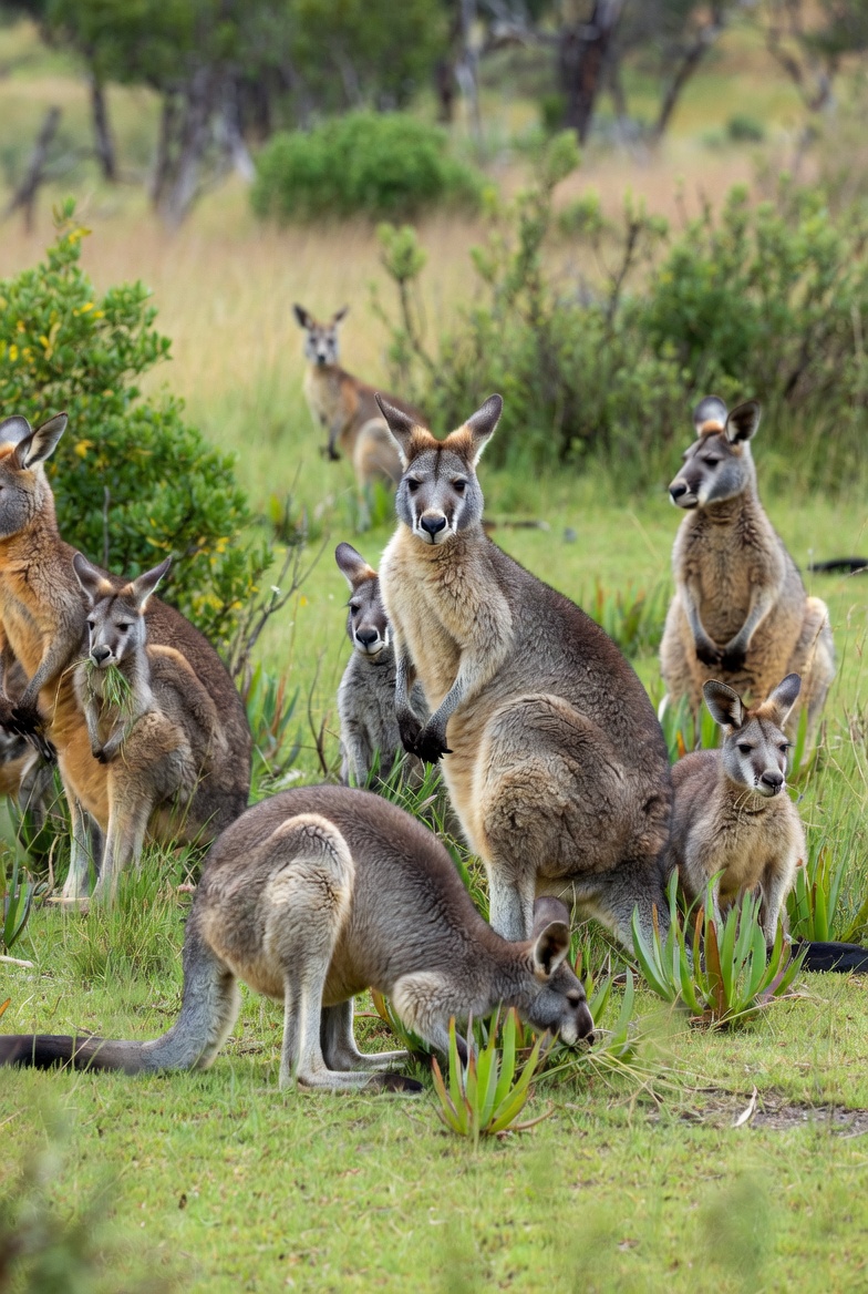 What Exotic Pets are Legal in Texas Without a License