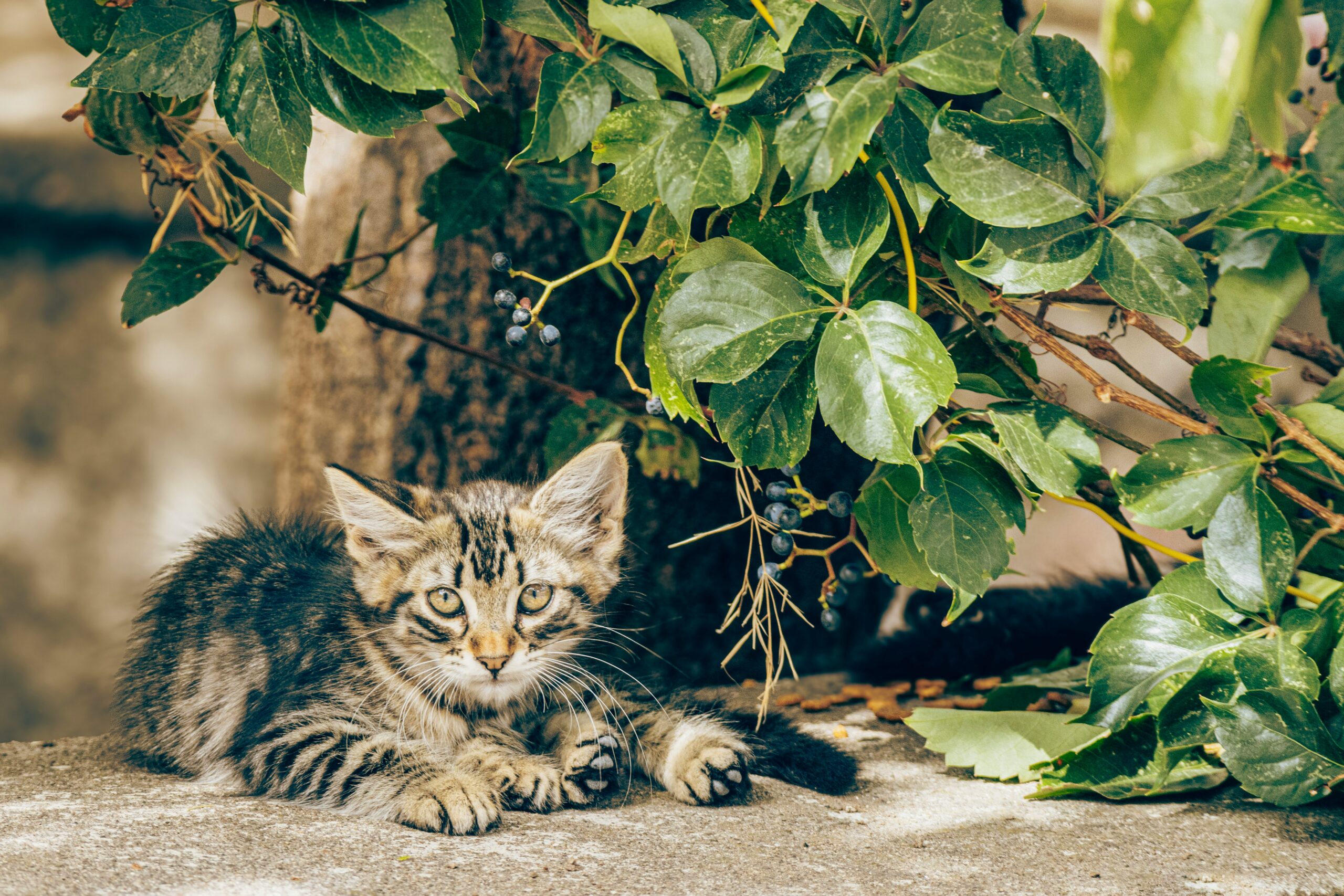 Why shouldn't exotic animals be pets?