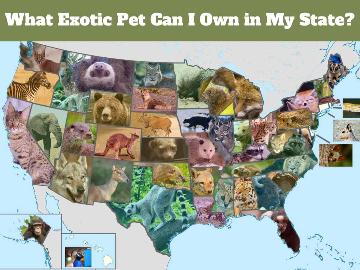 Exotic Pets Legal in California