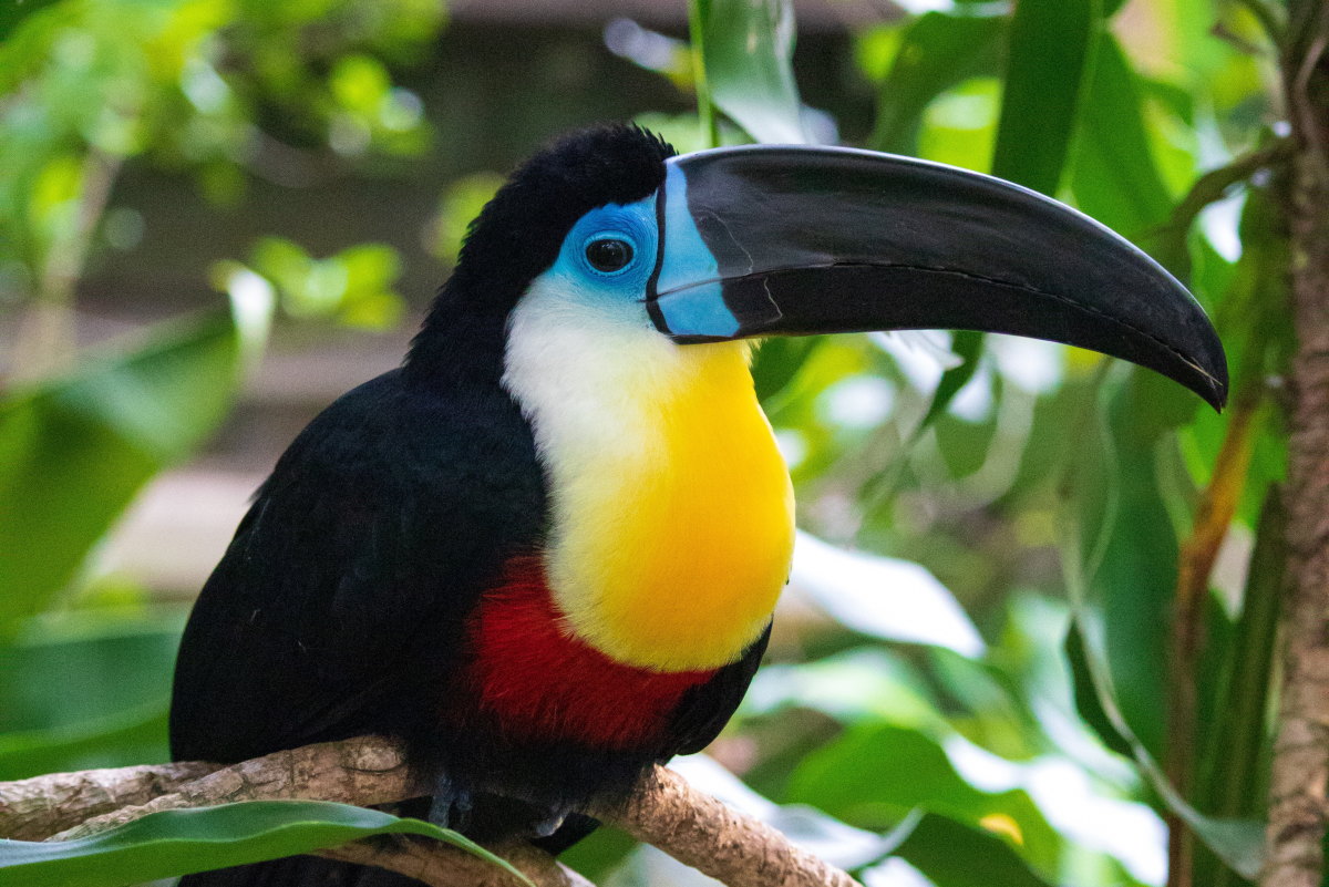 Exotic Pets Legal in California