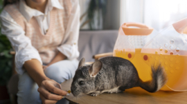 What’s Wrong with Keeping Exotic Pets?