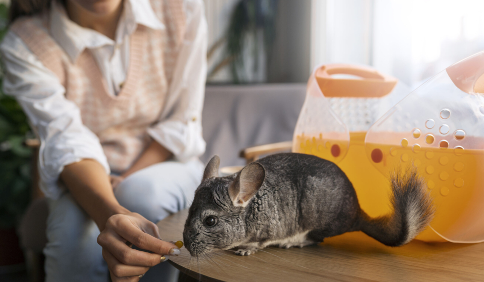 What’s Wrong with Keeping Exotic Pets?