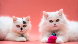 Fuzzy Exotic Pets NYT