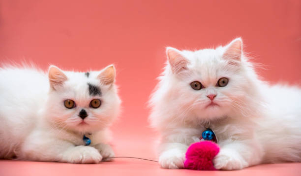 Fuzzy Exotic Pets NYT