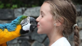 Exotic Animals as Pets articles