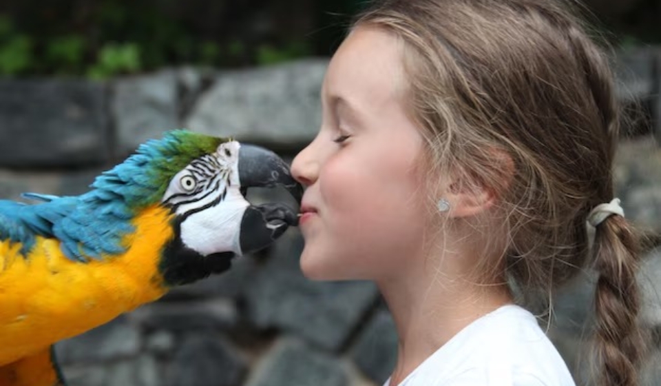 Exotic Animals as Pets articles